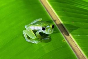 La Fortuna: Night Experience at Eden Organic Farm