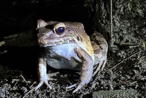 La Fortuna: Night Experience at Eden Organic Farm