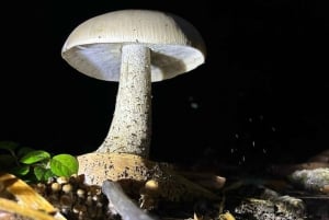La Fortuna: Night Experience at Eden Organic Farm