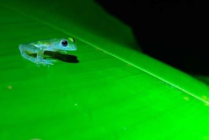 La Fortuna: Night Experience at Eden Organic Farm
