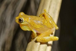 熱帯雨林ナイトツアー（ガイド付き）：ラ・フォルトゥナ
