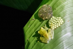 熱帯雨林ナイトツアー（ガイド付き）：ラ・フォルトゥナ