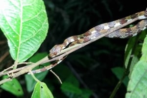 熱帯雨林ナイトツアー（ガイド付き）：ラ・フォルトゥナ