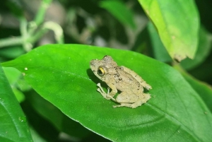 熱帯雨林ナイトツアー（ガイド付き）：ラ・フォルトゥナ