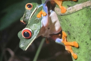 熱帯雨林ナイトツアー（ガイド付き）：ラ・フォルトゥナ