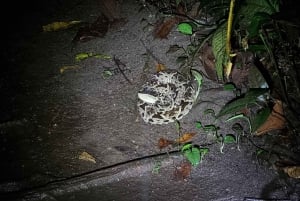 熱帯雨林ナイトツアー（ガイド付き）：ラ・フォルトゥナ