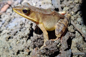 熱帯雨林ナイトツアー（ガイド付き）：ラ・フォルトゥナ