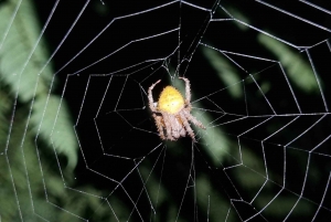 熱帯雨林ナイトツアー（ガイド付き）：ラ・フォルトゥナ