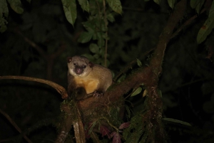 La Fortuna : Promenade nocturne dans la forêt tropicale d'Arenal