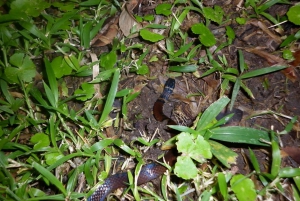 La Fortuna: caminhada noturna pela floresta tropical de Arenal