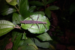 La Fortuna: Night-Time Arenal Rainforest Walk