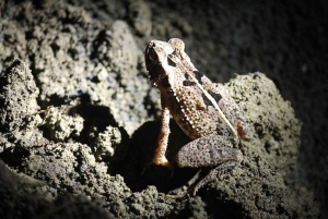 La Fortuna: Night-Time Arenal Rainforest Walk