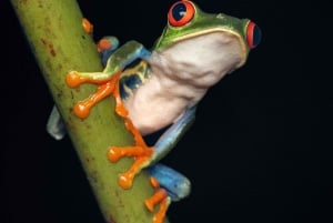 La Fortuna: Excursión Nocturna La Fortuna