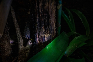 La Fortuna Night Tour -Nocturnal Escapade