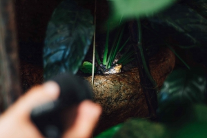 La Fortuna Night Tour -Nocturnal Escapade