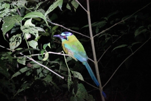 Nattvandring i La Fortuna i en regnskog med hög biologisk mångfald