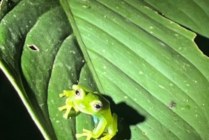 Nattvandring i La Fortuna i en regnskog med hög biologisk mångfald