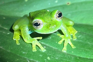 Nattvandring i La Fortuna i en regnskog med hög biologisk mångfald