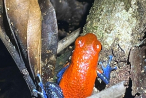 Nattvandring i La Fortuna i en regnskog med hög biologisk mångfald