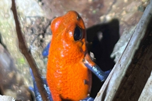 Nattvandring i La Fortuna i en regnskog med hög biologisk mångfald