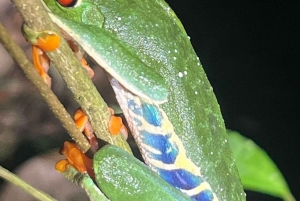 Nattvandring i La Fortuna i en regnskog med hög biologisk mångfald