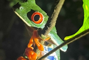 Nattvandring i La Fortuna i en regnskog med hög biologisk mångfald