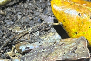 Nattvandring i La Fortuna i en regnskog med hög biologisk mångfald