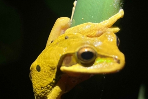 Nattvandring i La Fortuna i en regnskog med hög biologisk mångfald