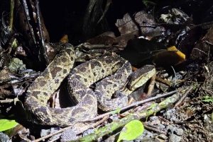 Nattvandring i La Fortuna i en regnskog med hög biologisk mångfald