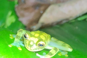 Nattvandring i La Fortuna i en regnskog med hög biologisk mångfald