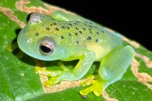 Nocny spacer po lesie deszczowym La Fortuna o wysokiej bioróżnorodności