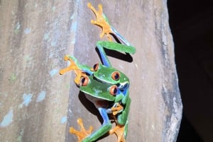 Nocny spacer po lesie deszczowym La Fortuna o wysokiej bioróżnorodności