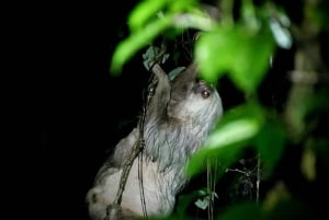 Nocny spacer po lesie deszczowym La Fortuna o wysokiej bioróżnorodności