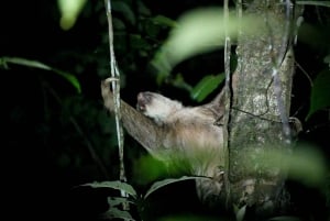 Nocny spacer po lesie deszczowym La Fortuna o wysokiej bioróżnorodności