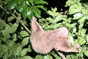 Nocny spacer po lesie deszczowym La Fortuna o wysokiej bioróżnorodności