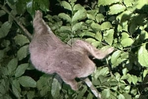 Nocny spacer po lesie deszczowym La Fortuna o wysokiej bioróżnorodności