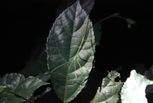 Nocny spacer po lesie deszczowym La Fortuna o wysokiej bioróżnorodności