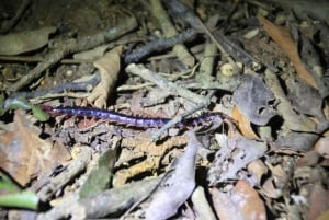 Nocny spacer po lesie deszczowym La Fortuna o wysokiej bioróżnorodności