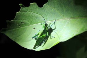 Nocny spacer po lesie deszczowym La Fortuna o wysokiej bioróżnorodności