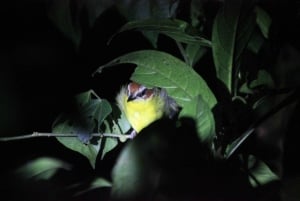 Nocny spacer po lesie deszczowym La Fortuna o wysokiej bioróżnorodności