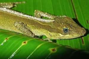 Nocny spacer po lesie deszczowym La Fortuna o wysokiej bioróżnorodności
