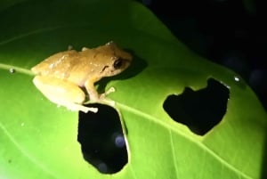 Nocny spacer po lesie deszczowym La Fortuna o wysokiej bioróżnorodności