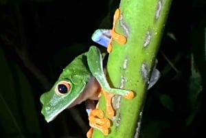 Nocny spacer po lesie deszczowym La Fortuna o wysokiej bioróżnorodności