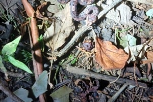 Nocny spacer po lesie deszczowym La Fortuna o wysokiej bioróżnorodności