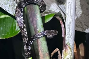 Nocny spacer po lesie deszczowym La Fortuna o wysokiej bioróżnorodności