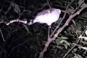 Nocny spacer po lesie deszczowym La Fortuna o wysokiej bioróżnorodności