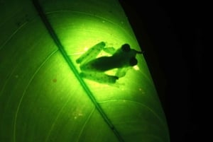 Nocny spacer po lesie deszczowym La Fortuna o wysokiej bioróżnorodności