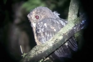 Nocny spacer po lesie deszczowym La Fortuna o wysokiej bioróżnorodności