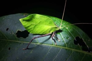 Nocny spacer po lesie deszczowym La Fortuna o wysokiej bioróżnorodności