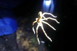 Nocny spacer po lesie deszczowym La Fortuna o wysokiej bioróżnorodności